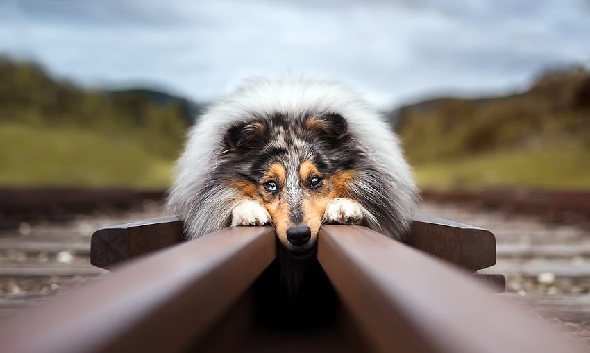 Cute Dog, dog, face, railway, animals HD wallpaper