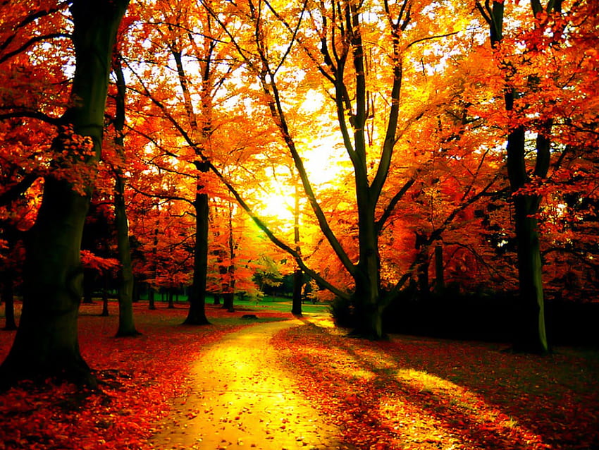 Herbst - Meine Lieblingsfarbe ist Oktober-Zitat - - teahub.io HD-Hintergrundbild