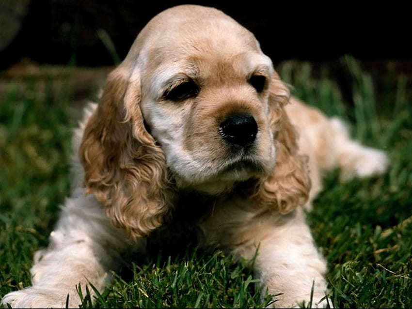 My tender look, animal, dog, puppy, nature, grass HD wallpaper