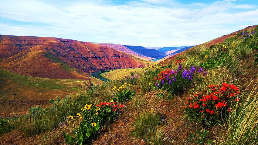 Rattlesnake Canyon, Oregon, river, usa, wildflowers, red, yellow, blossoms, clouds, sky, flowers, mountains HD wallpaper