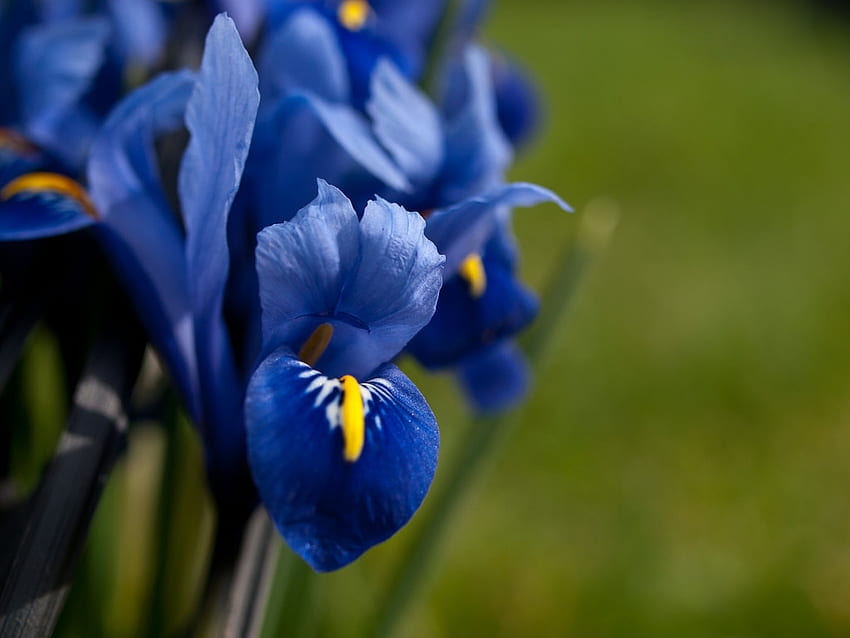 Blue Iris. Blue iris near the Pergola on Hampstead Heath PE HD wallpaper