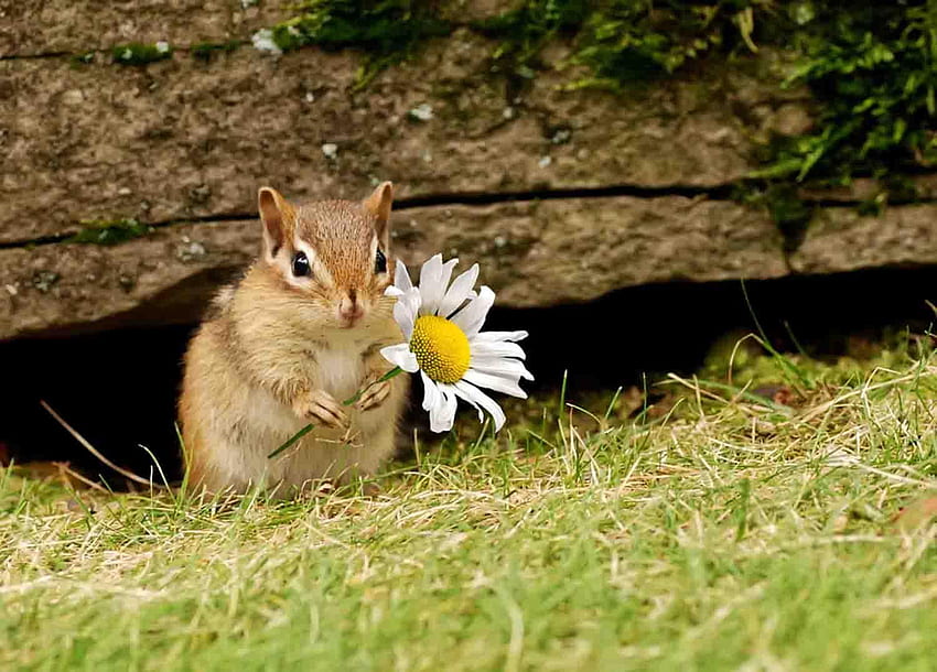 Baby Animals for Android, Cute Spring Animals HD wallpaper | Pxfuel