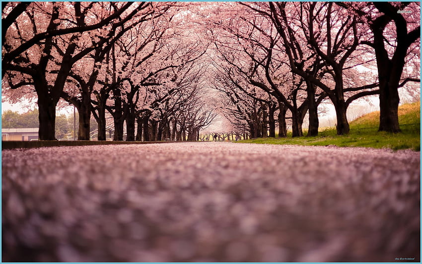 Ред от черешови дървета Cherry Blossom , Cherry - Cherry Blossom Tree Background, Sakura Tree Anime HD тапет