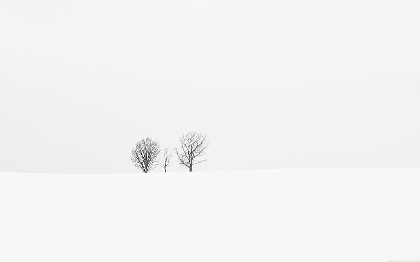 A Small Family of Lonely Trees Minimalist Nature, White Minimalist HD wallpaper