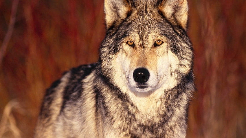 Animal Wolf - Resolution:, Brown Wolf HD wallpaper