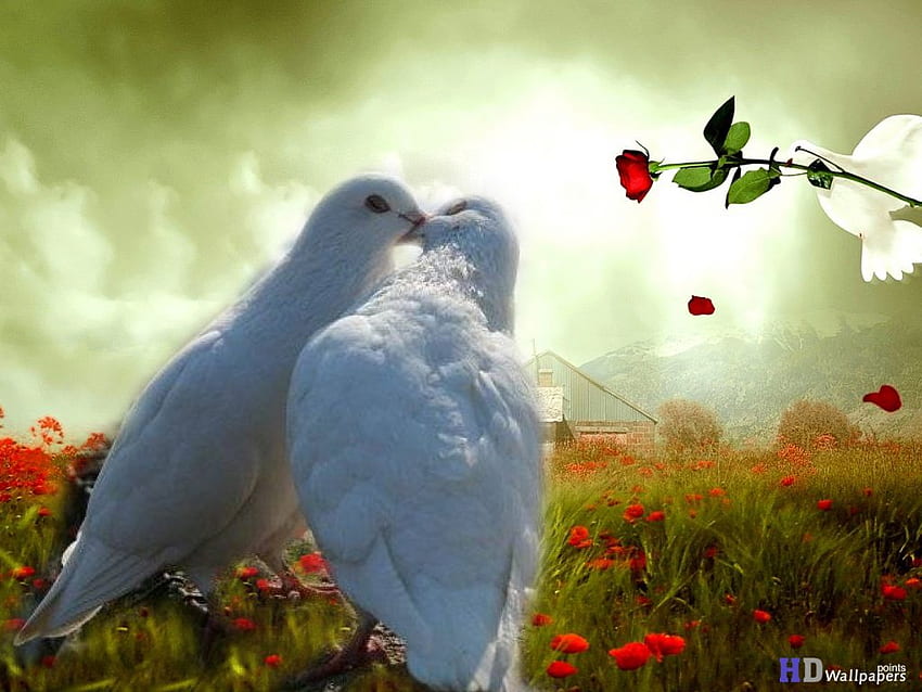 Dove of lovebirds kissing birds HD wallpaper