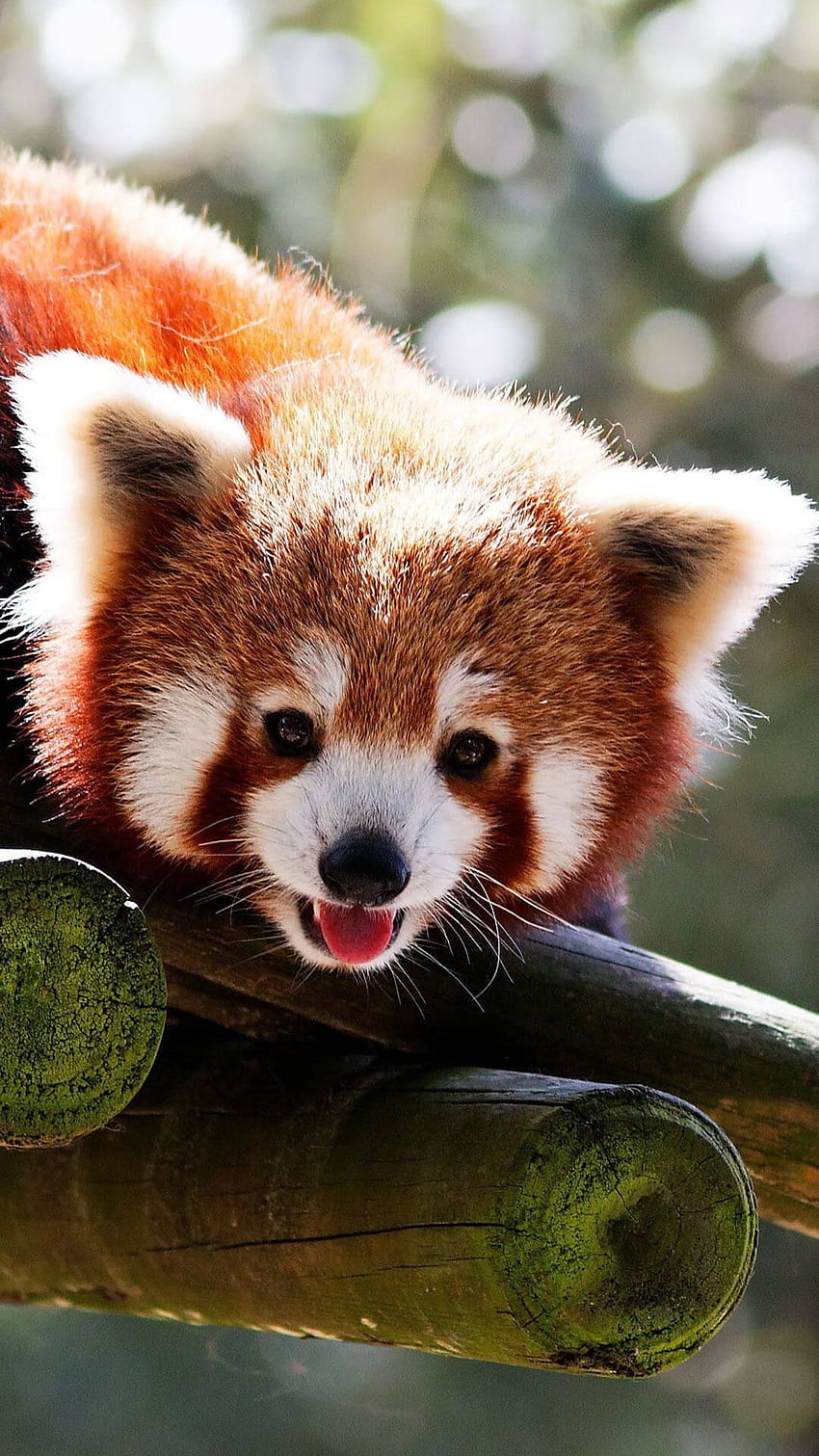 Cute Baby Red Pandas iPhone. Panda , Animal , Cute baby animals, Red Panda Kawaii HD phone wallpaper