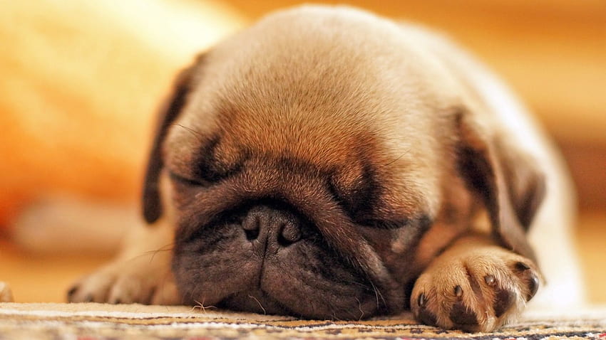 Black Pug Puppy - Cute Pug Puppies Sleeping HD wallpaper