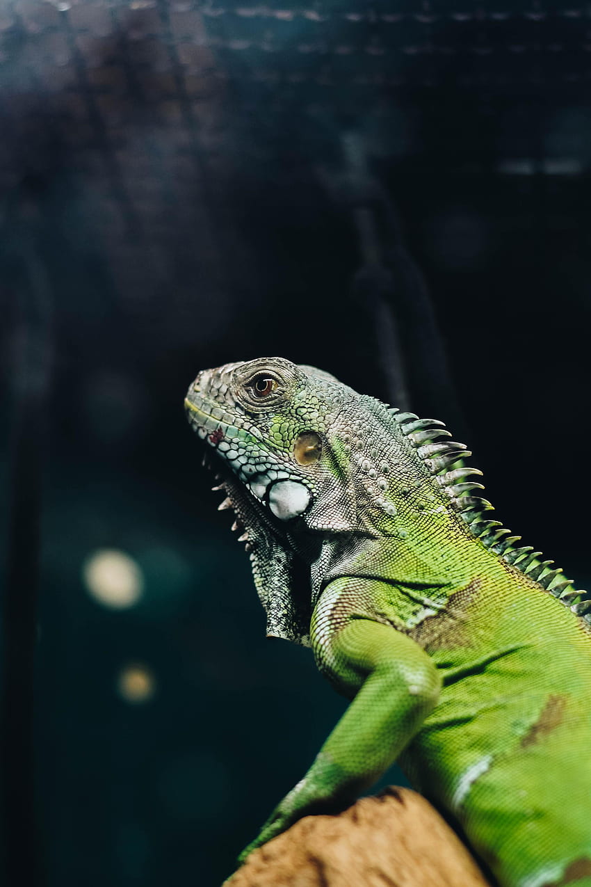 Animals, Lizard, Reptile, Iguana HD phone wallpaper