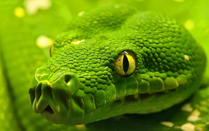 Zwierzęta, oczy, kolor, wąż, głowa Tapeta HD
