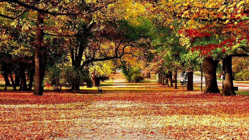 fall, Korea Fall HD wallpaper