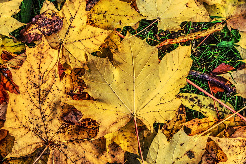 Nature, Autumn, Foliage, Maple, Fallen HD wallpaper