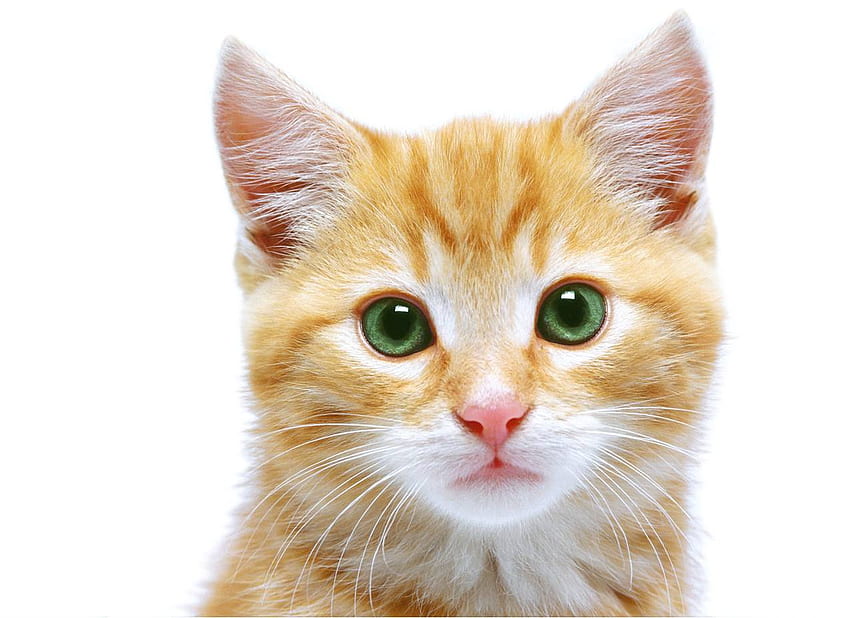 cute cat expressions, Funny Cat Faces HD wallpaper
