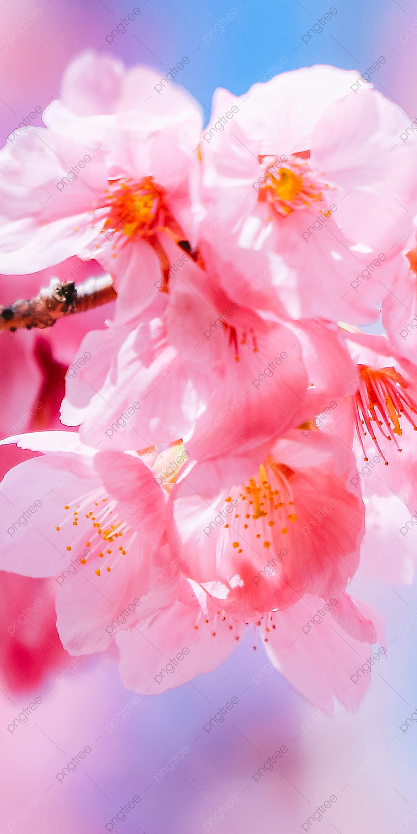 Red Cherry Blight cellulare, telefono, fiori di ciliegio, motivo decorativo per, Sakura rosso Sfondo del telefono HD