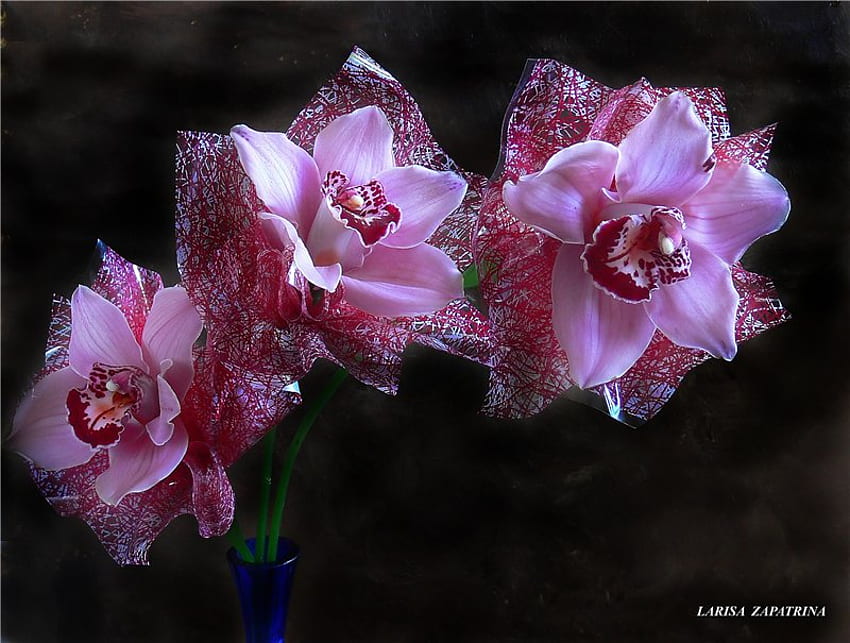 orchidee per il mio amico mememe1, blu, ramo, viola, vaso di vetro, bellissimo, fiori, orchidea Sfondo HD
