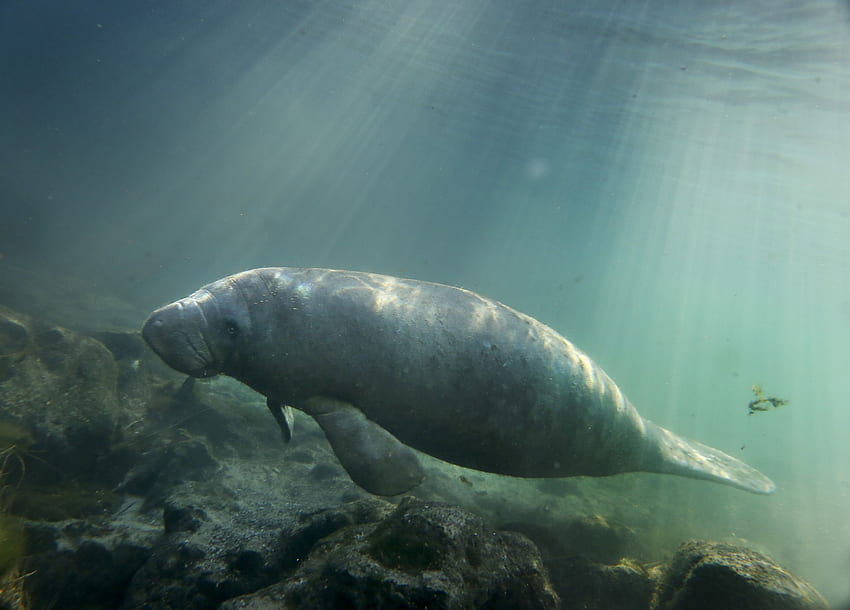Florida manatee deaths are up in 2020. With the pandemic, we don't know why, Baby Manatee HD wallpaper