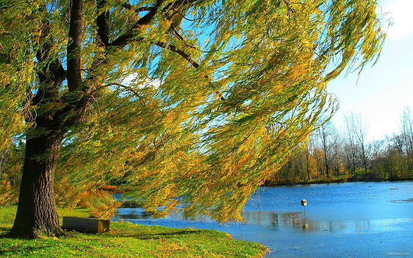 Willow . Willow, Willow Tree HD wallpaper
