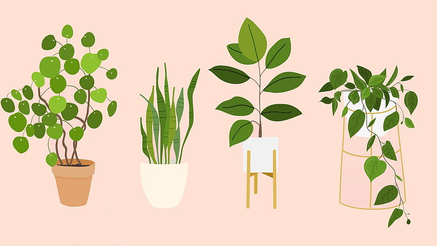 As melhores plantas de casa que basicamente qualquer um pode manter vivas – SheKnows, vasos de plantas papel de parede HD