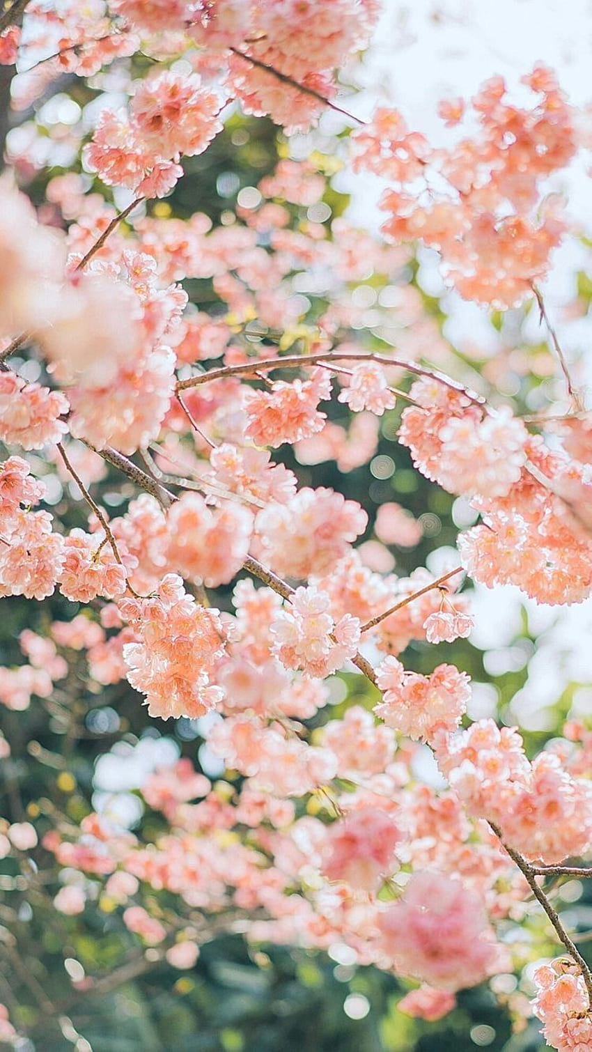 2020年の花、春、花、植物、ピンク、木。 美しい、パステル調の春の花 HD電話の壁紙