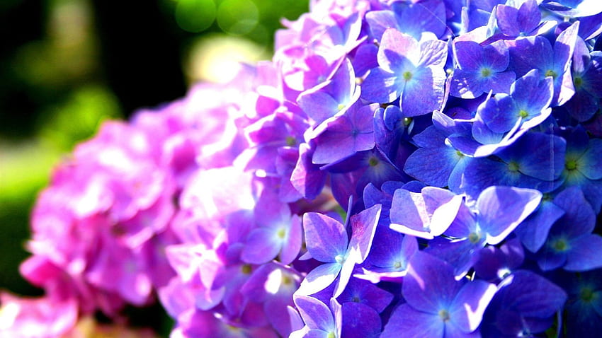 Purple and blue hydrangea flowers Full HD wallpaper