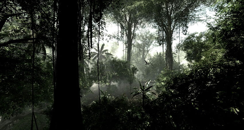 Dark Rainforest, Dark Jungle HD wallpaper