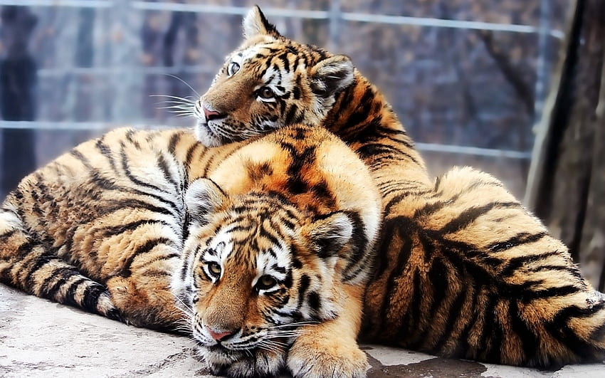 Tiere, Tiger, Jung, Pärchen, Paar, Hinlegen, Liegen, Jungtiere HD-Hintergrundbild
