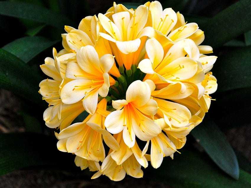 Zarte gelbe Celvia-Blüten, Blätter, gelb, grün, Natur, Blumen, Clevia, groß HD-Hintergrundbild