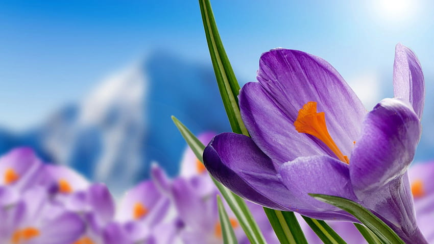 Download wallpaper 1920x1080 saffron flowers saffron flowers petals  grass spring full hd hdtv fhd 1080p hd background