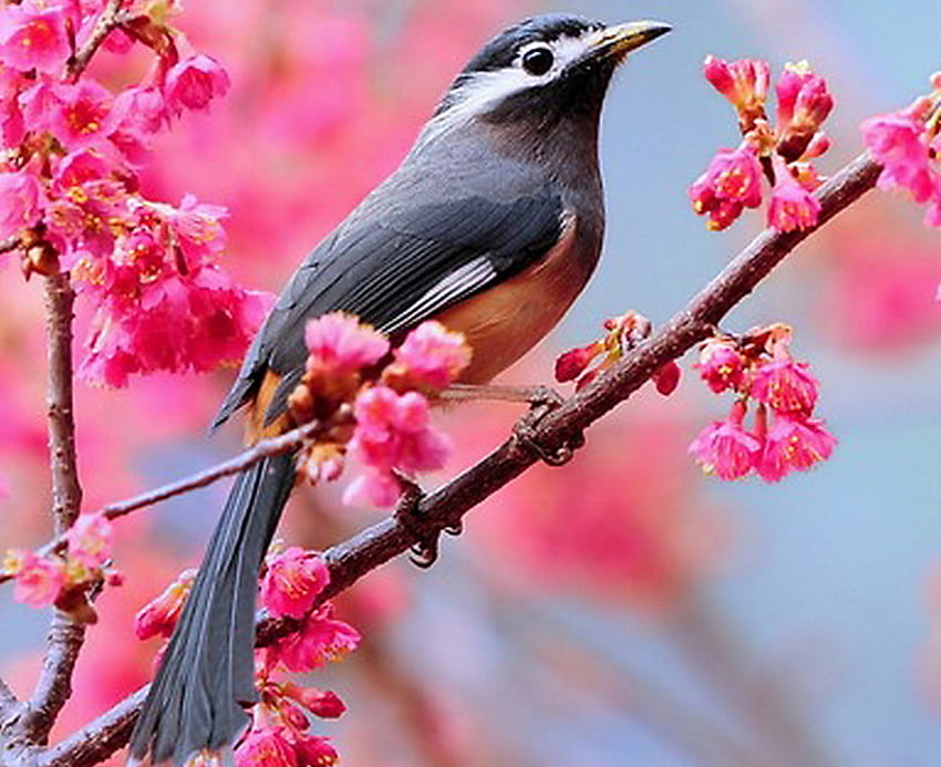 A spring song for Shebina, branch, pink, white, grey, bird, blossoms HD wallpaper
