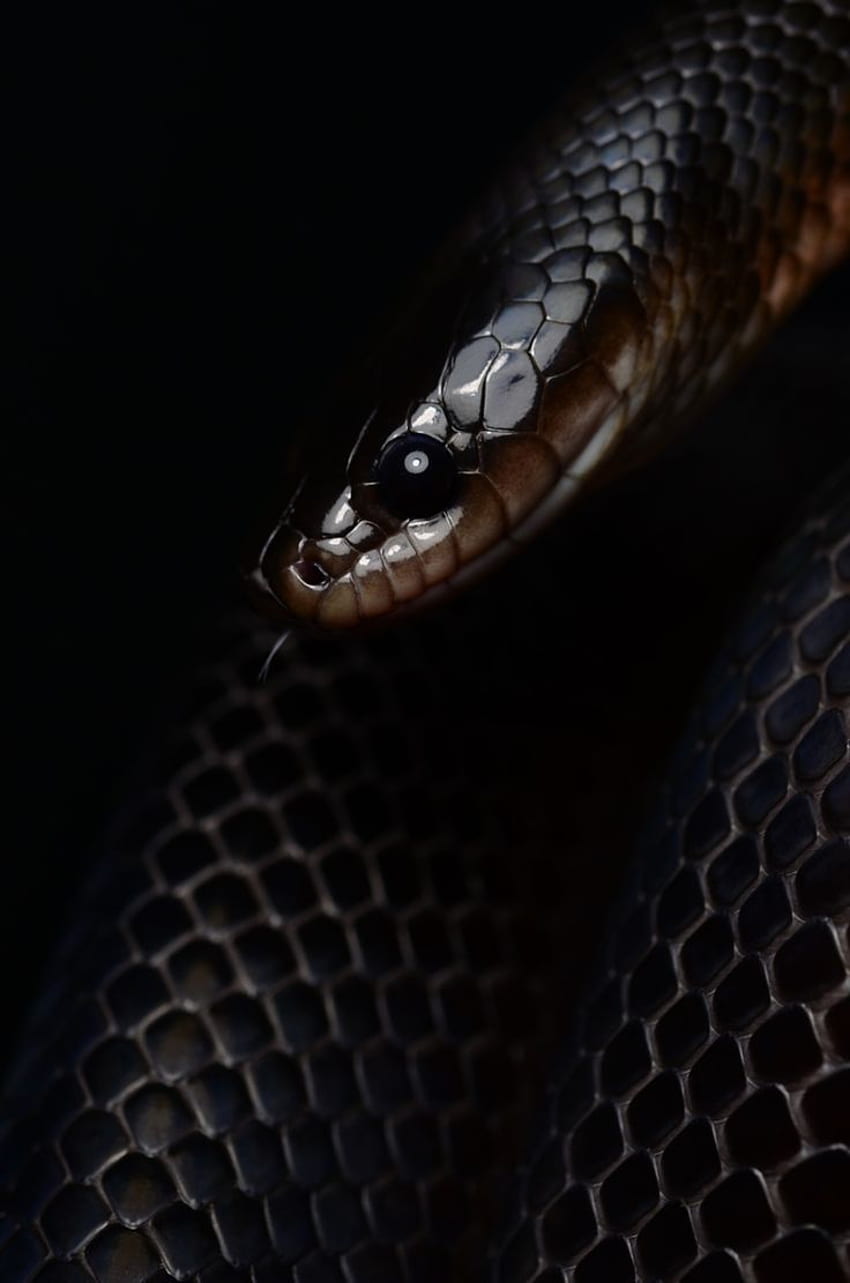 Snake . Snake , Black mamba snake, Snake HD phone wallpaper