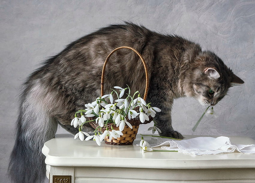 การปล้น Snowdrop สัตว์ Snowdrop Daykiney แมว ฤดูใบไม้ผลิ การปล้น Pisica ตะกร้า ดอกไม้ วอลล์เปเปอร์ HD