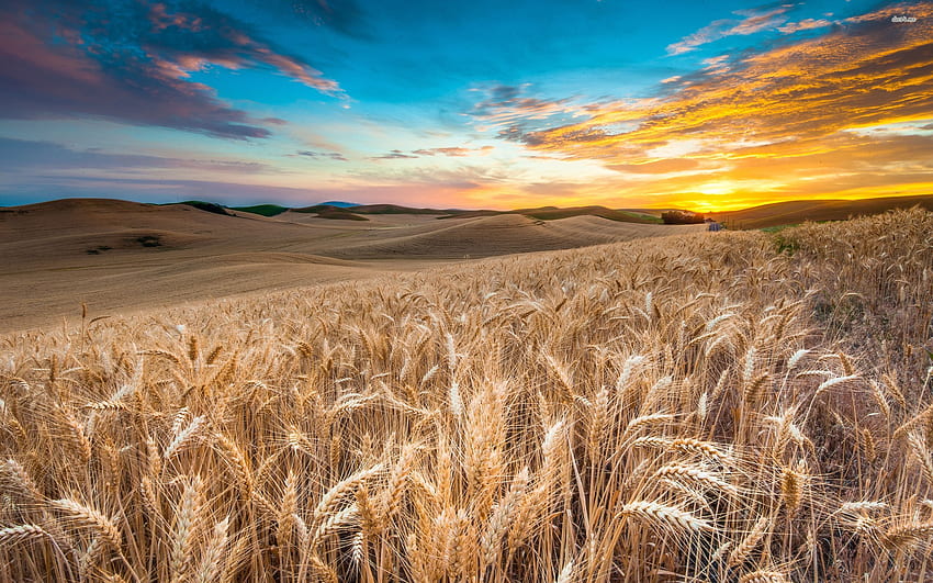 麦畑 - 自然 高画質の壁紙