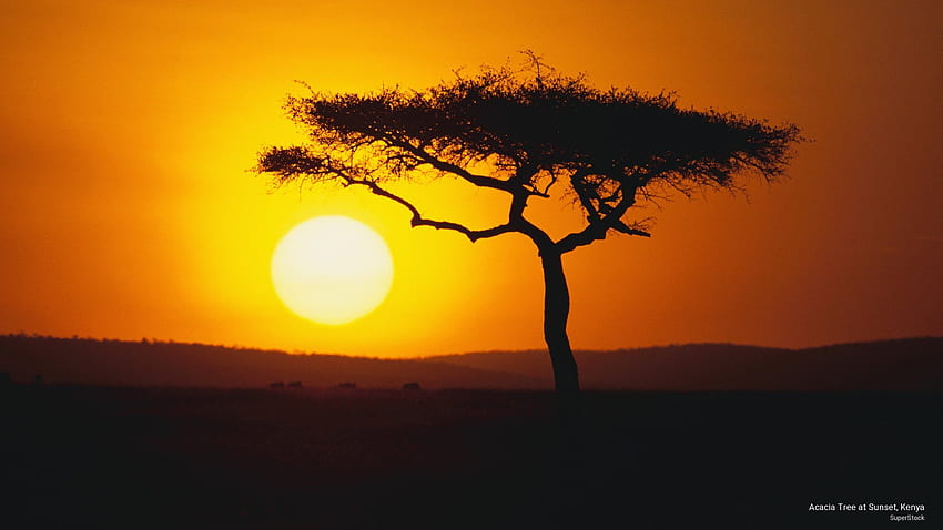 Acacia Tree At Sunset, Kenya HD wallpaper