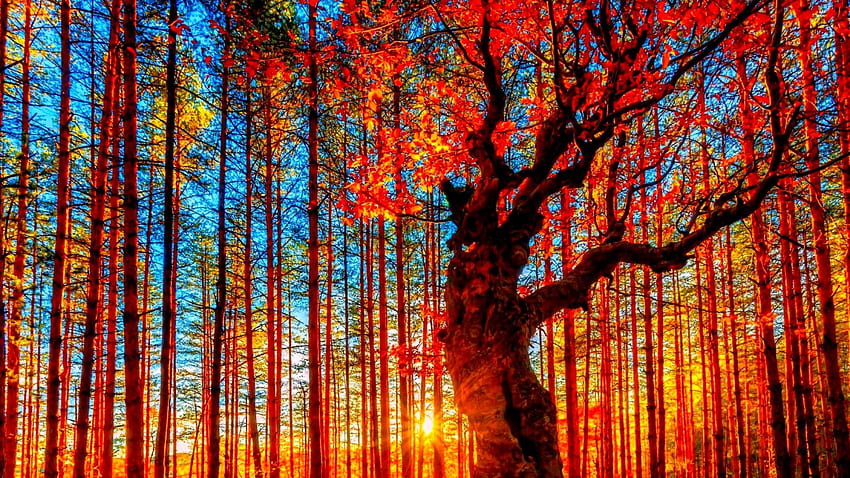 Autumn season fall color tree forest nature landscape . HD wallpaper ...