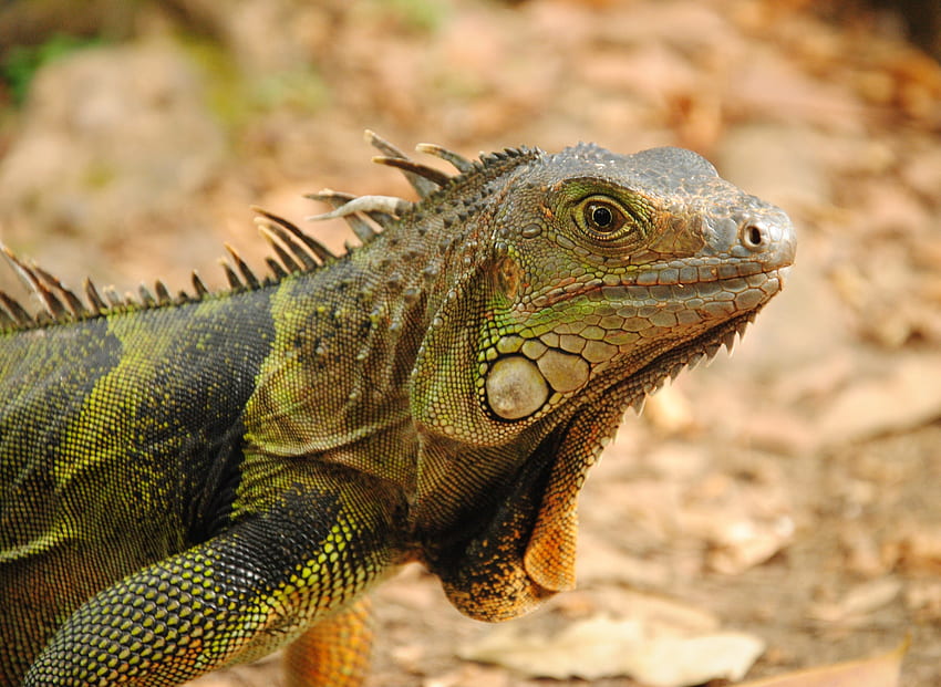 Hewan, Kadal, Reptil, Iguana Wallpaper HD