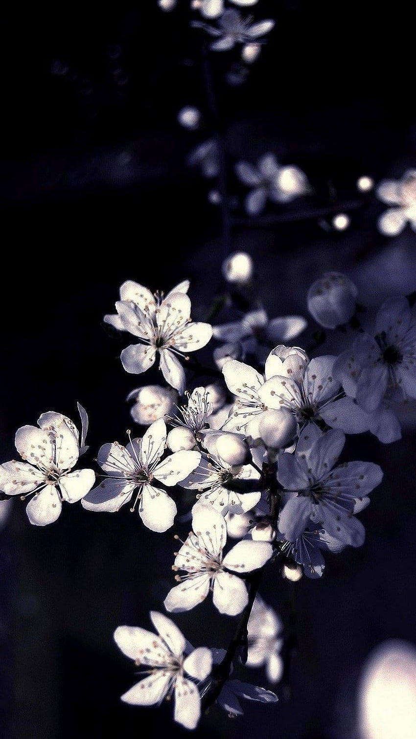 Черно бели цветя на ябълково дърво. Android . Черни цветя, Macbook air, Бяло цвете, Черно Бяло цвете HD тапет за телефон