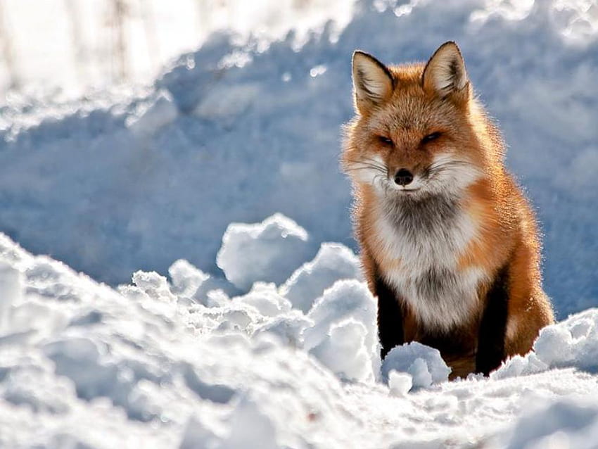 red fox in snow wallpaper clipart