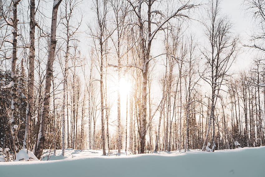 Пейзаж, Зима, Природа, Дървета, Сняг, Гора, Слънчева светлина HD тапет