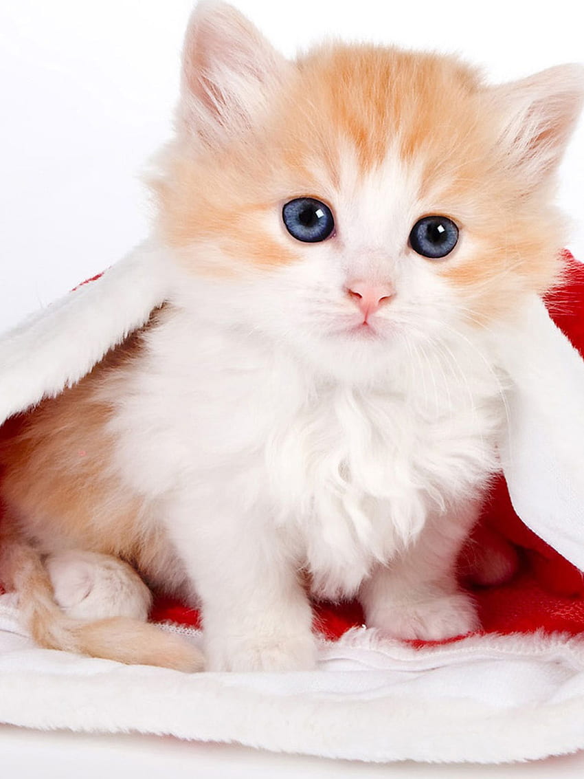 Cute cat Christmas iPad Air 2 iPad Air 2 HD phone wallpaper