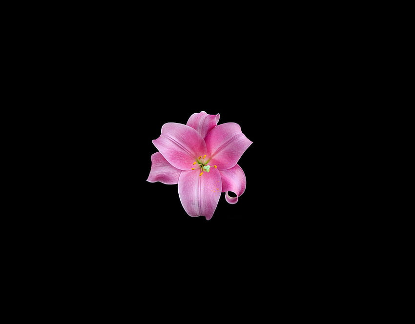 Beautiful, amoled pink flower, minimal HD wallpaper