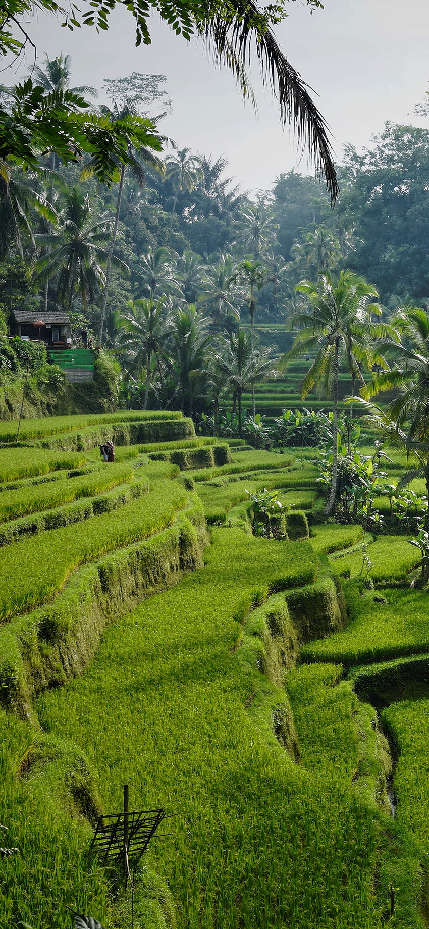 Ubud for iPhone X 8 7 6 on 3 [] for your , Mobile & Tablet. Explore Ubud . Ubud, Bali iPhone HD phone wallpaper