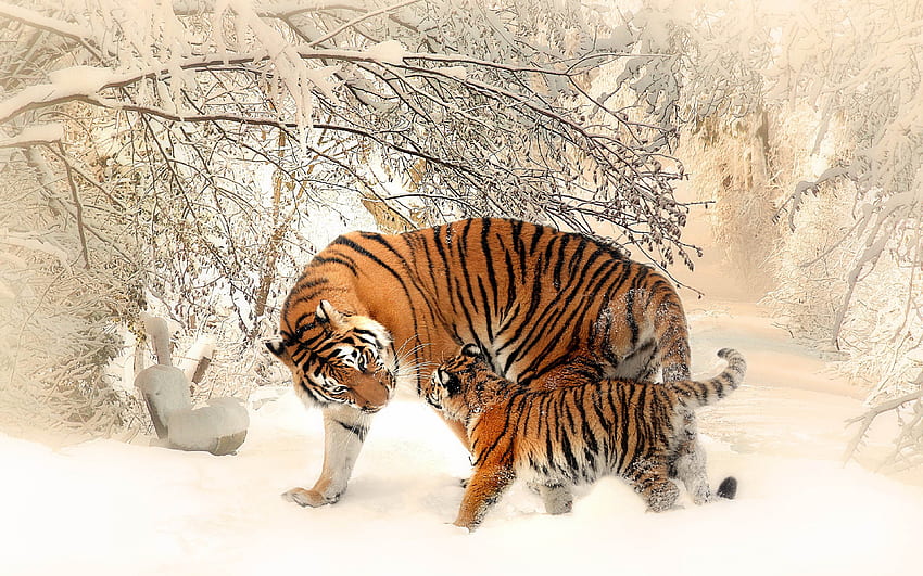 Animals Mammals Siberian Tiger And Her Baby Winter Snow For For Mobile Phones Tablet And Pc HD wallpaper