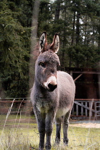 Page 2 | funny donkey HD wallpapers | Pxfuel