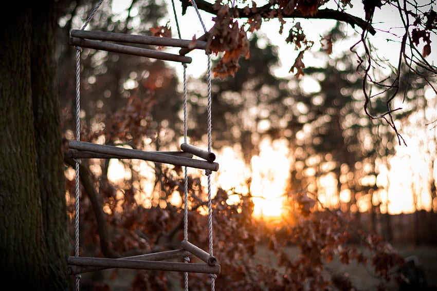 Sunset, Autumn, , , Ropes, Cordage, Wood, Tree, Stairs, Ladder HD wallpaper