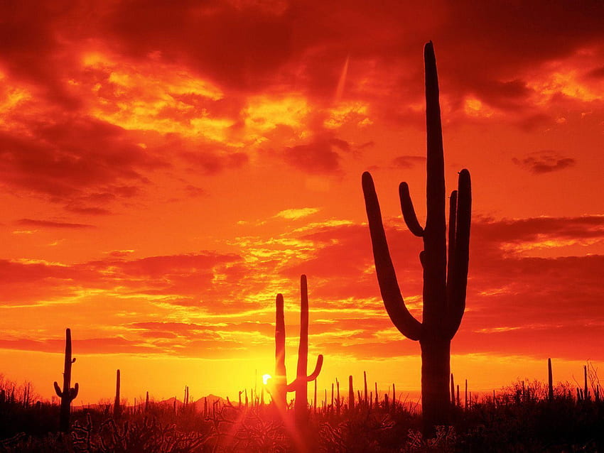 AZ Coucher de soleil, cactus de l'Arizona Fond d'écran HD