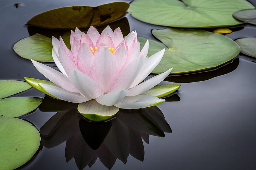 Nénuphar immaculé., fleur de lotus zen rose Fond d'écran HD