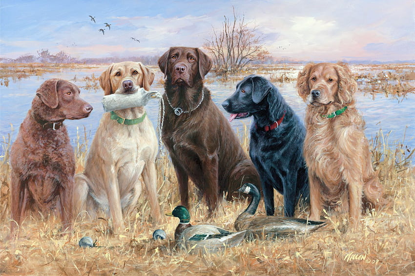 duck hunting dogs. Duck Hunting with Waterfowl HD wallpaper