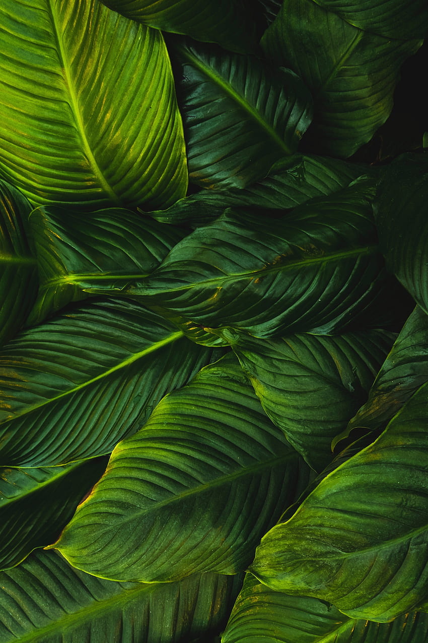 明るい葉、緑、植物 HD電話の壁紙