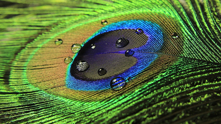 Beautiful Abstract Peacock Bird Feather Water drops, Feathers HD wallpaper