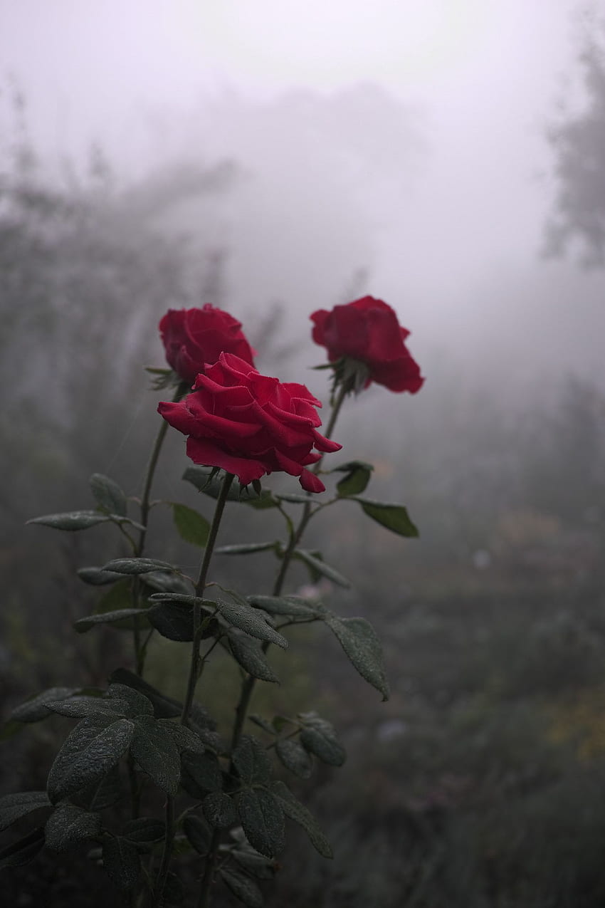 roses in the fog. Туман. ns tumblr, Tumblr, Telas, Grunge Rose Aesthetic HD phone wallpaper